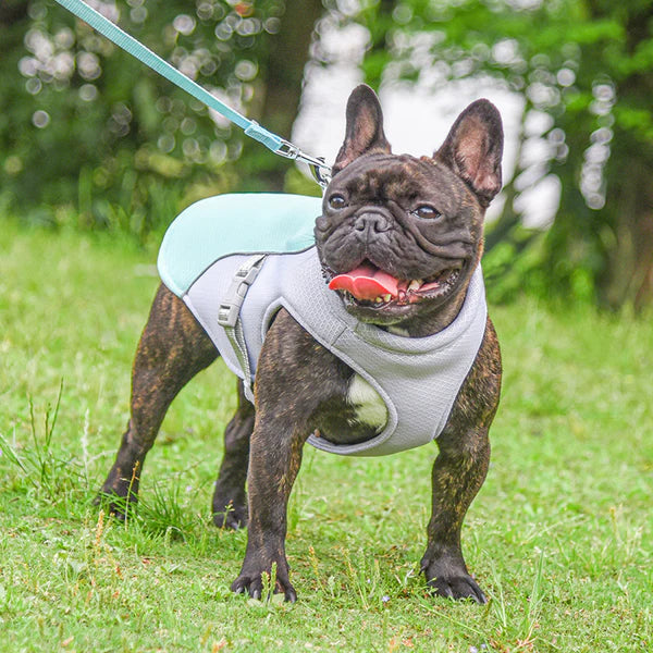 ChillGuard Dog Cooling Vest