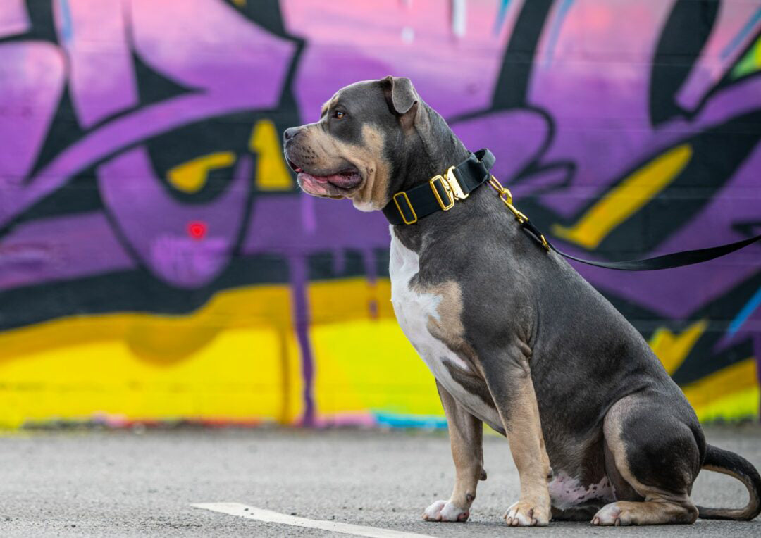 Guardian Tactical Dog Collar