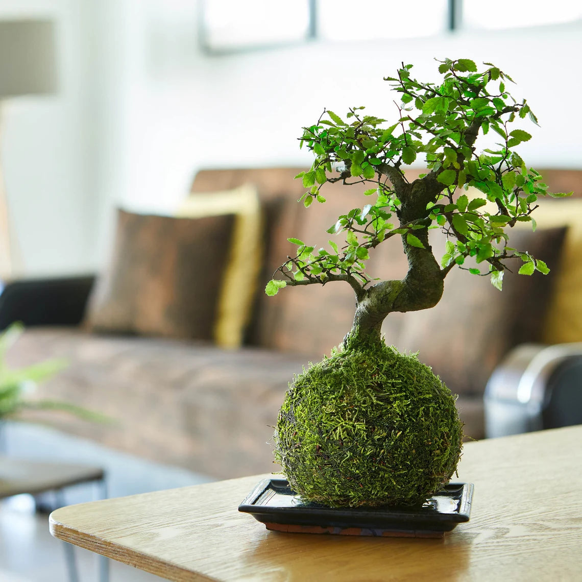 Chinese Elm Bonsai Tree Kokedama